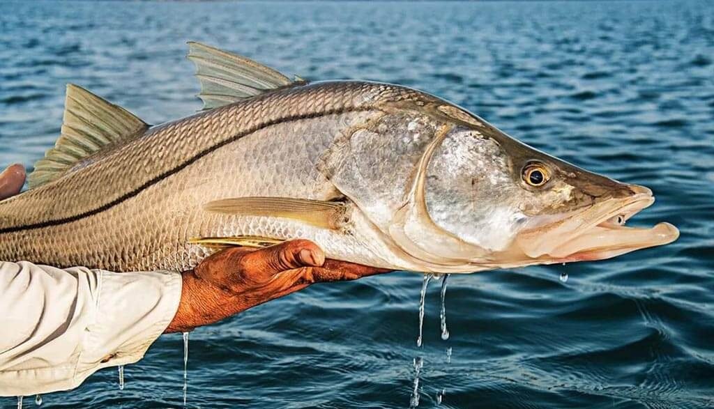 Snook fish being held out of water